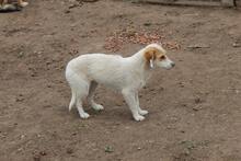LINA, Hund, Mischlingshund in Rumänien - Bild 2