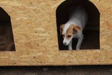 LINA, Hund, Mischlingshund in Rumänien - Bild 3