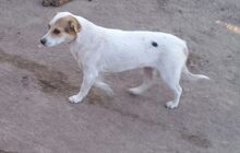 LINA, Hund, Mischlingshund in Rumänien - Bild 4