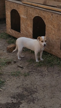 LINA, Hund, Mischlingshund in Rumänien - Bild 5