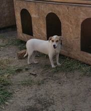 LINA, Hund, Mischlingshund in Rumänien - Bild 6