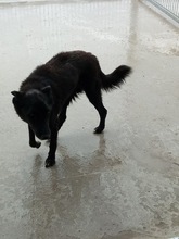PINKI, Hund, Mischlingshund in Ungarn - Bild 3