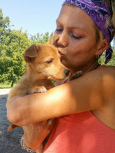 NANA, Hund, Mischlingshund in Kroatien - Bild 1
