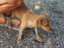 NANA, Hund, Mischlingshund in Kroatien - Bild 3