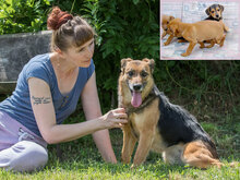 MARIJA, Hund, Deutscher Schäferhund in Pegau - Bild 4