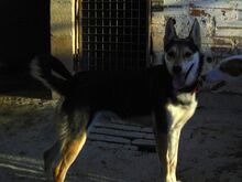 BRANDON, Hund, Mischlingshund in Belgien - Bild 3