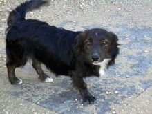 KRUSTY, Hund, Mischlingshund in Spanien - Bild 1