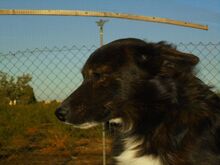 KRUSTY, Hund, Mischlingshund in Spanien - Bild 2