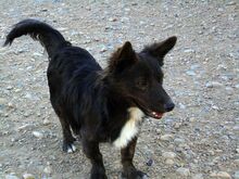 KRUSTY, Hund, Mischlingshund in Spanien - Bild 3