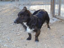 KRUSTY, Hund, Mischlingshund in Spanien - Bild 4
