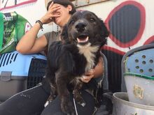 KRUSTY, Hund, Mischlingshund in Spanien - Bild 5
