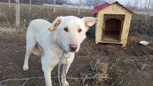 NOSH, Hund, Mischlingshund in Rumänien - Bild 1