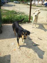 NOSH, Hund, Mischlingshund in Rumänien - Bild 10