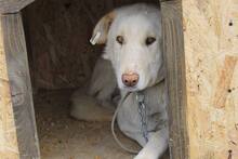 NOSH, Hund, Mischlingshund in Rumänien - Bild 2