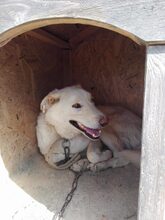 NOSH, Hund, Mischlingshund in Rumänien - Bild 3