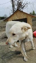 NOSH, Hund, Mischlingshund in Rumänien - Bild 4