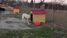 NOSH, Hund, Mischlingshund in Rumänien - Bild 7