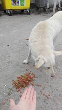 NOSH, Hund, Mischlingshund in Rumänien - Bild 9
