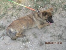 NELLY, Hund, Mischlingshund in Udenheim - Bild 1