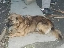 NELLY, Hund, Mischlingshund in Udenheim - Bild 10