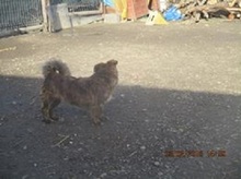 NELLY, Hund, Mischlingshund in Udenheim - Bild 12