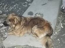 NELLY, Hund, Mischlingshund in Udenheim - Bild 15