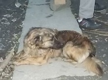 NELLY, Hund, Mischlingshund in Udenheim - Bild 16