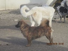 NELLY, Hund, Mischlingshund in Udenheim - Bild 18
