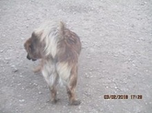 NELLY, Hund, Mischlingshund in Udenheim - Bild 20
