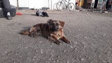 NELLY, Hund, Mischlingshund in Udenheim - Bild 21