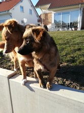 NELLY, Hund, Mischlingshund in Udenheim - Bild 32