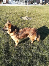NELLY, Hund, Mischlingshund in Udenheim - Bild 33