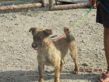 NELLY, Hund, Mischlingshund in Udenheim - Bild 4