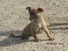 NELLY, Hund, Mischlingshund in Udenheim - Bild 5