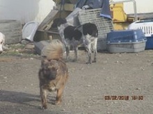 NELLY, Hund, Mischlingshund in Udenheim - Bild 8