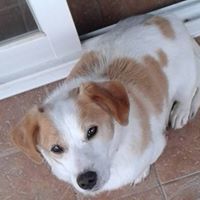 FAICO, Hund, Mischlingshund in Portugal - Bild 2