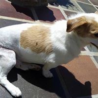 FAICO, Hund, Mischlingshund in Portugal - Bild 4