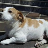 FAICO, Hund, Mischlingshund in Portugal - Bild 6