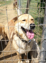 NARVIK, Hund, Mischlingshund in Griechenland - Bild 10