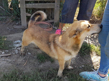 NARVIK, Hund, Mischlingshund in Griechenland - Bild 11