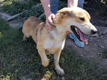 NARVIK, Hund, Mischlingshund in Griechenland - Bild 13