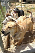 NARVIK, Hund, Mischlingshund in Griechenland - Bild 15