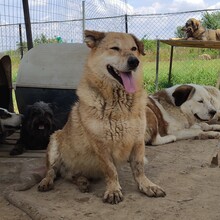 NARVIK, Hund, Mischlingshund in Griechenland - Bild 2