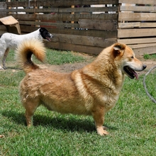 NARVIK, Hund, Mischlingshund in Griechenland - Bild 3