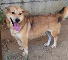 NARVIK, Hund, Mischlingshund in Griechenland - Bild 5