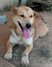 NARVIK, Hund, Mischlingshund in Griechenland - Bild 6