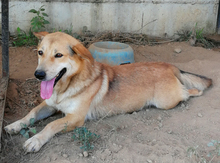 NARVIK, Hund, Mischlingshund in Griechenland - Bild 7