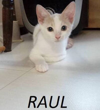 RAUL, Katze, Hauskatze in Bulgarien - Bild 1