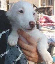 SPOOKY, Hund, Mischlingshund in Griechenland - Bild 1