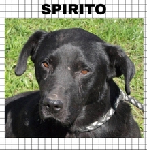 SPIRITO, Hund, Mischlingshund in Kroatien - Bild 1